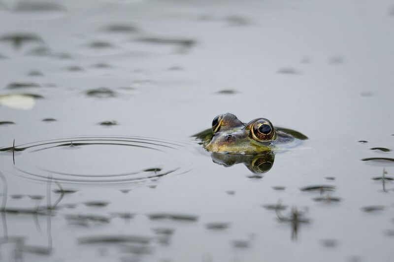 macro, frog, макро, лягушка, калининград Тихий взгляд фото превью