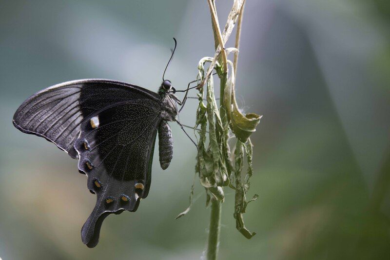Butterfly фото превью
