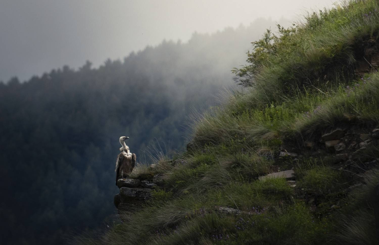 Горы, Дагестан, орел, Кавказ, Гоор, Алексей Верзун