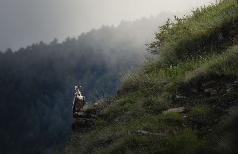 Горный орел фото превью