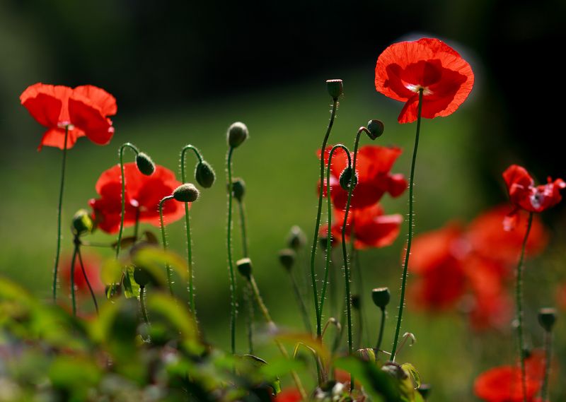 Этюд с маками фото превью