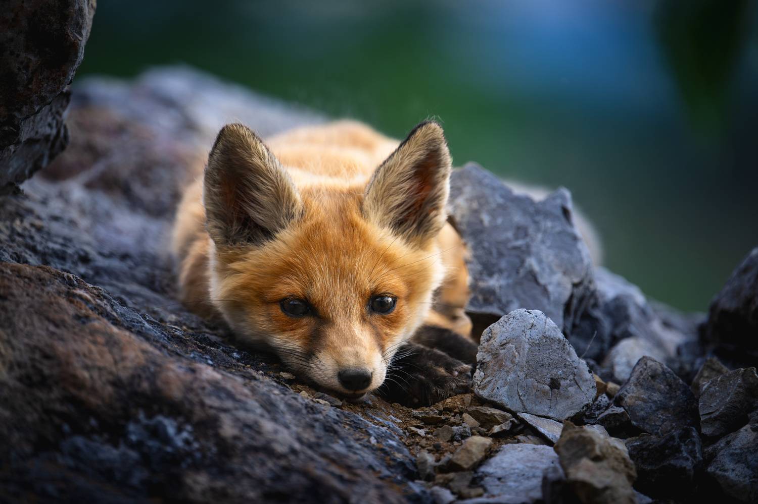 , Владимир Ежов