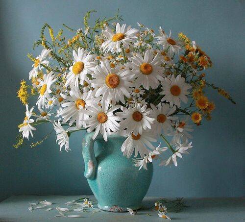 Ромашки, белокурые ромашки