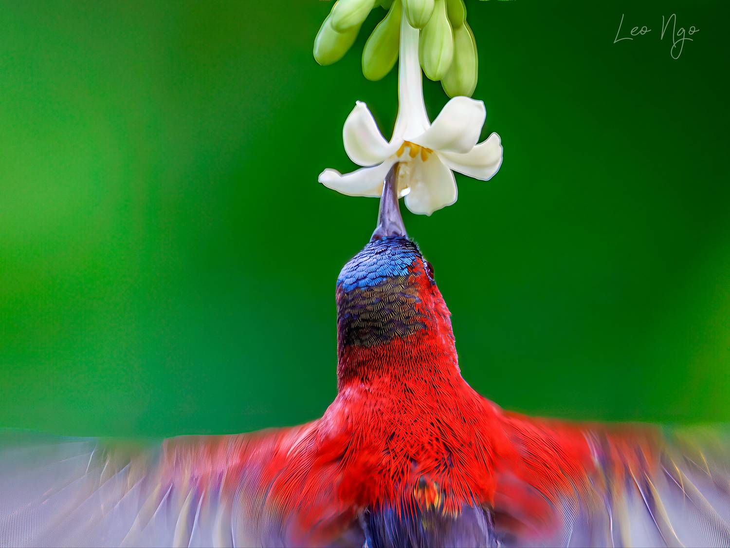 , Ngo Hoang Nguyen - Leo Ngo