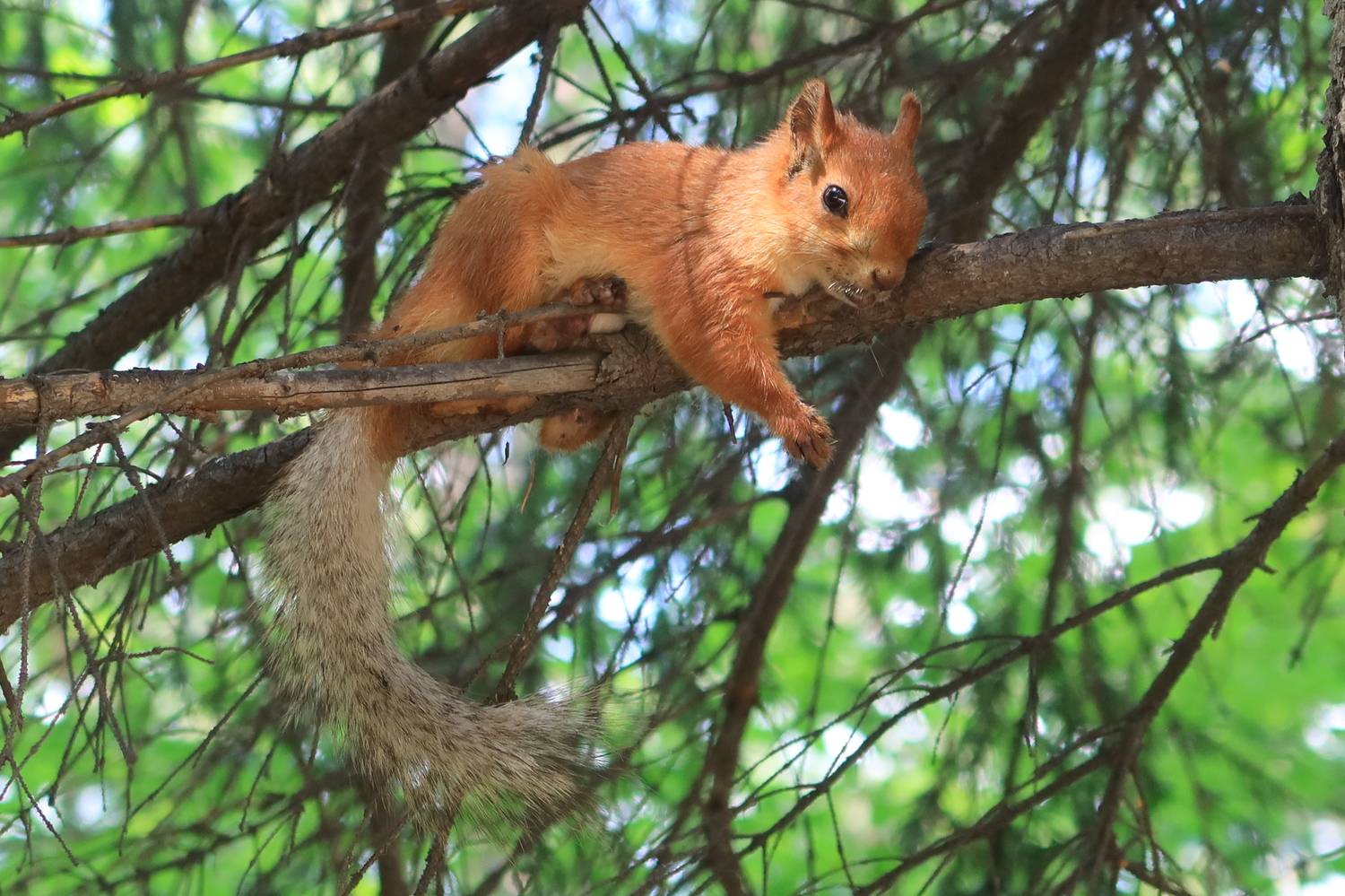 белка,лапка,хвостик, Козлова Галина