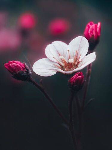 Камнеломка