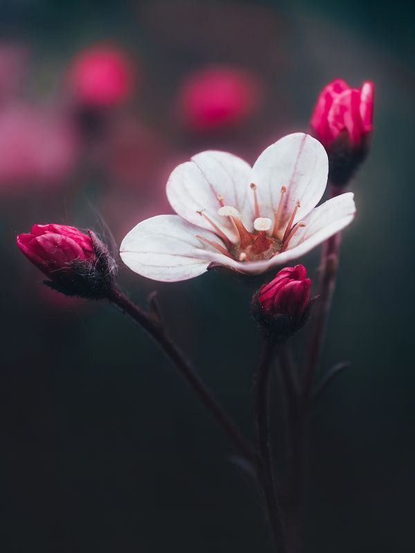 Камнеломка фото превью