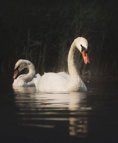 В тихой заводи