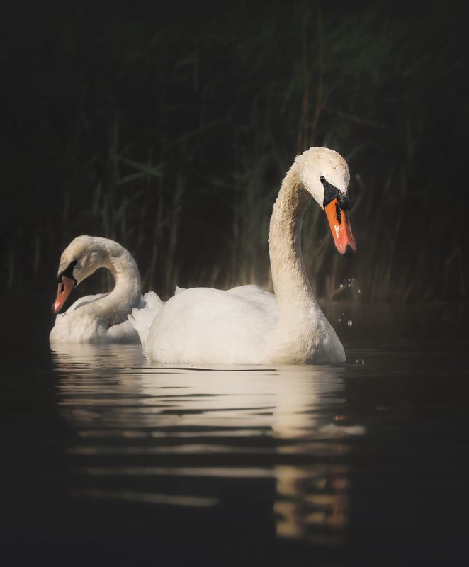 В тихой заводи фото превью