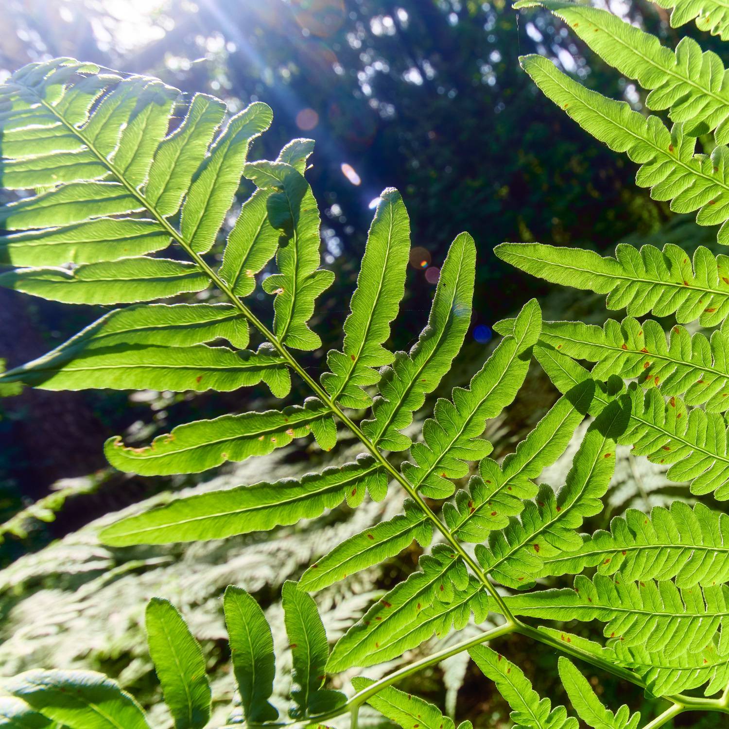 лес, листва, свет, Валерий Вождаев