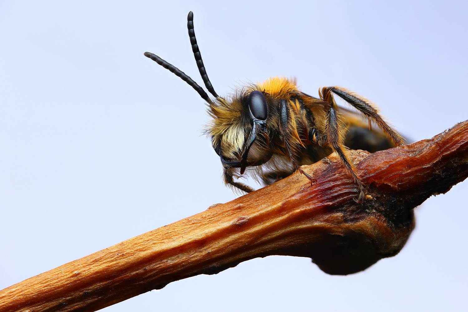 макро,природа,животное,растение,цвет,фото,коричневый,пчела, Шаповалов Андрей