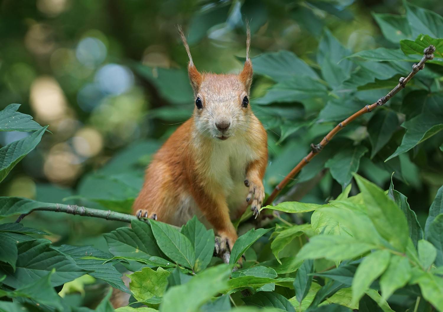 , Чепленко Алексей