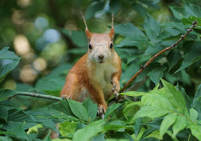 Белка фото превью