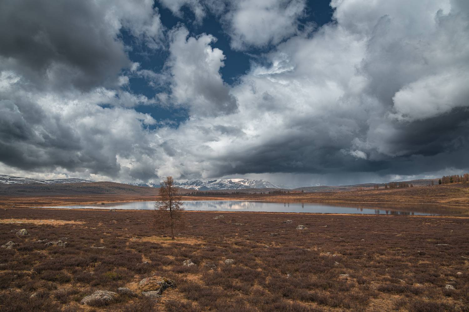 Озеро, Дерево, облака, горы, снежные горы, гроза, Алтай, весна , Denis Koshkin