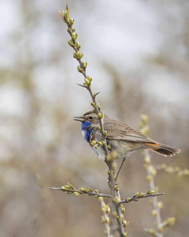 варакушка, птицы Варакушка фото превью