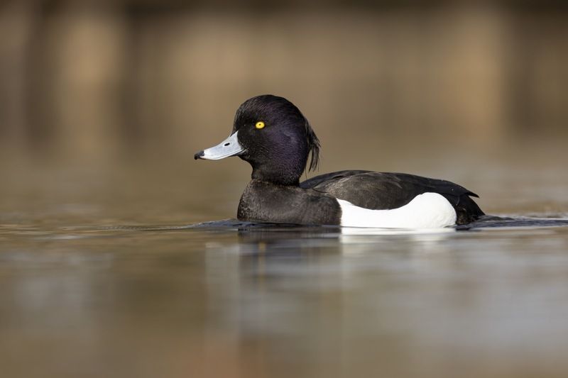хохлатая чернеть, нырок, птицы Хохлатая чернеть фото превью