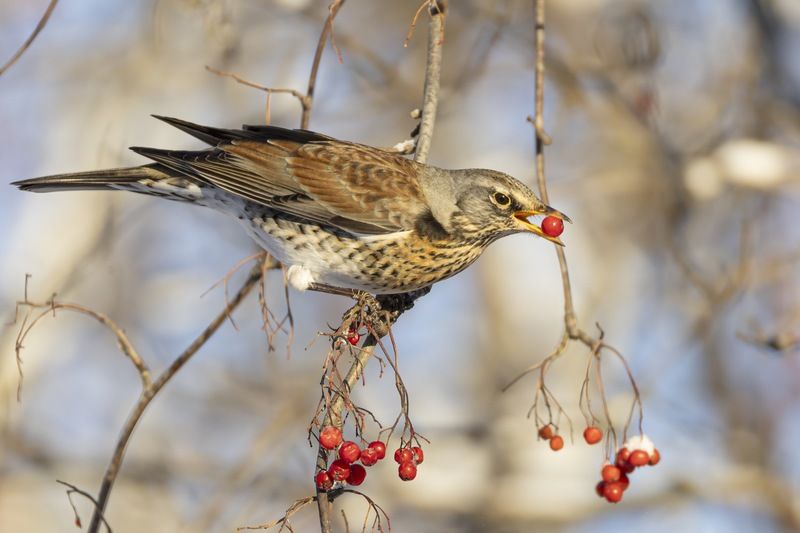 рябинник, дрозд, рябина, птицы, зима Рябинник фото превью