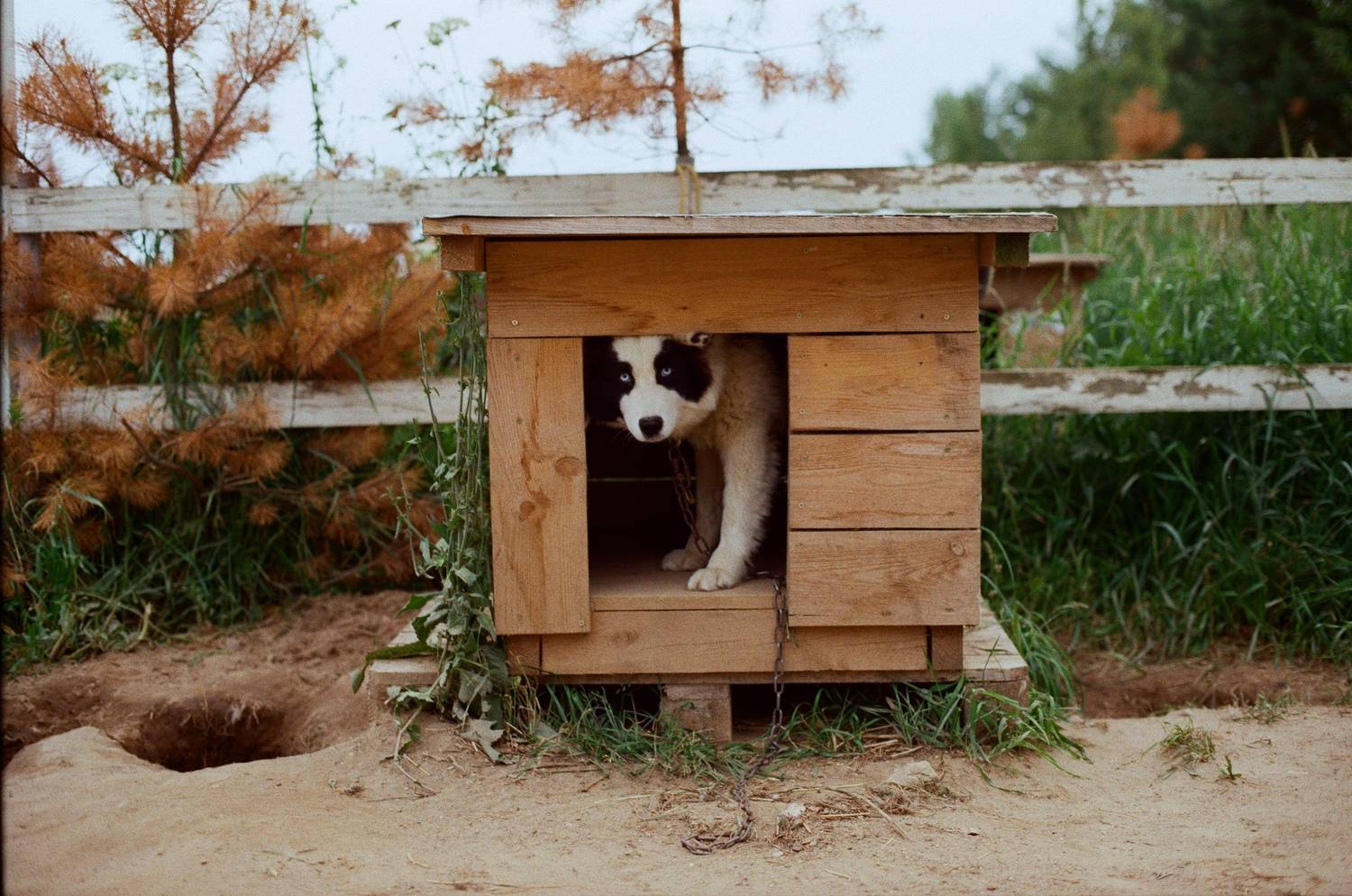 пленочная фотография, хаски, собаки, портрет, Kodak gold, Мартыненко Дмитрий