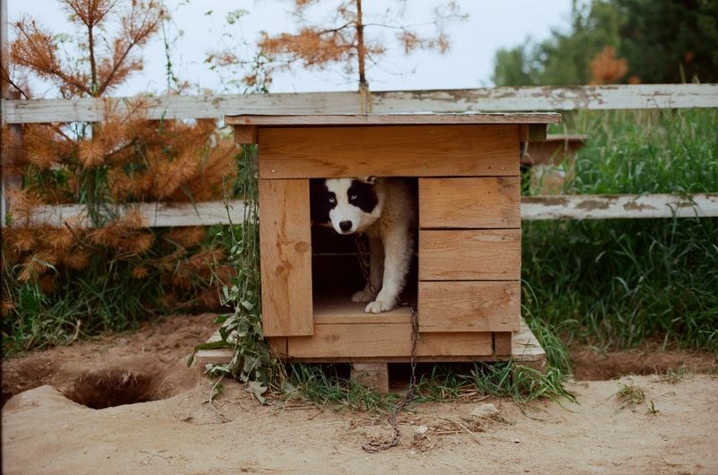 пленочная фотография, хаски, собаки, портрет, Kodak gold Чего пришел? фото превью