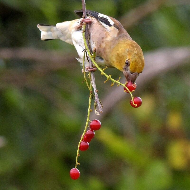Последние ягодки фото превью