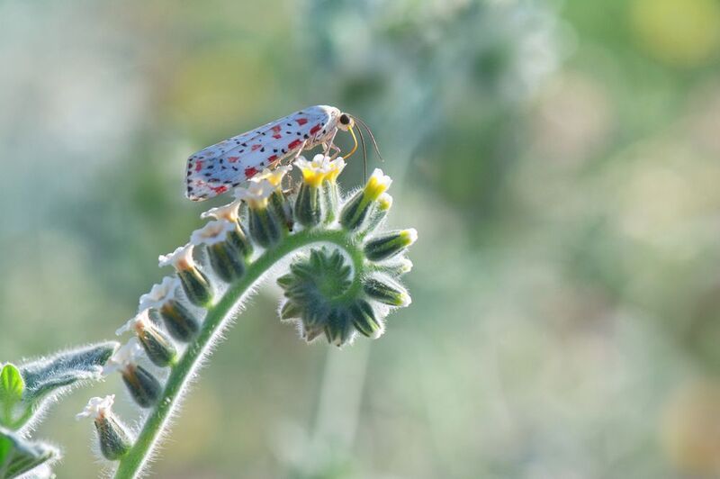 *** фото превью