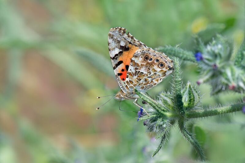 *** фото превью