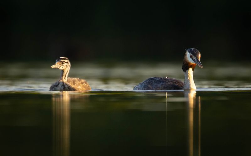 Potápka chocholačka фото превью