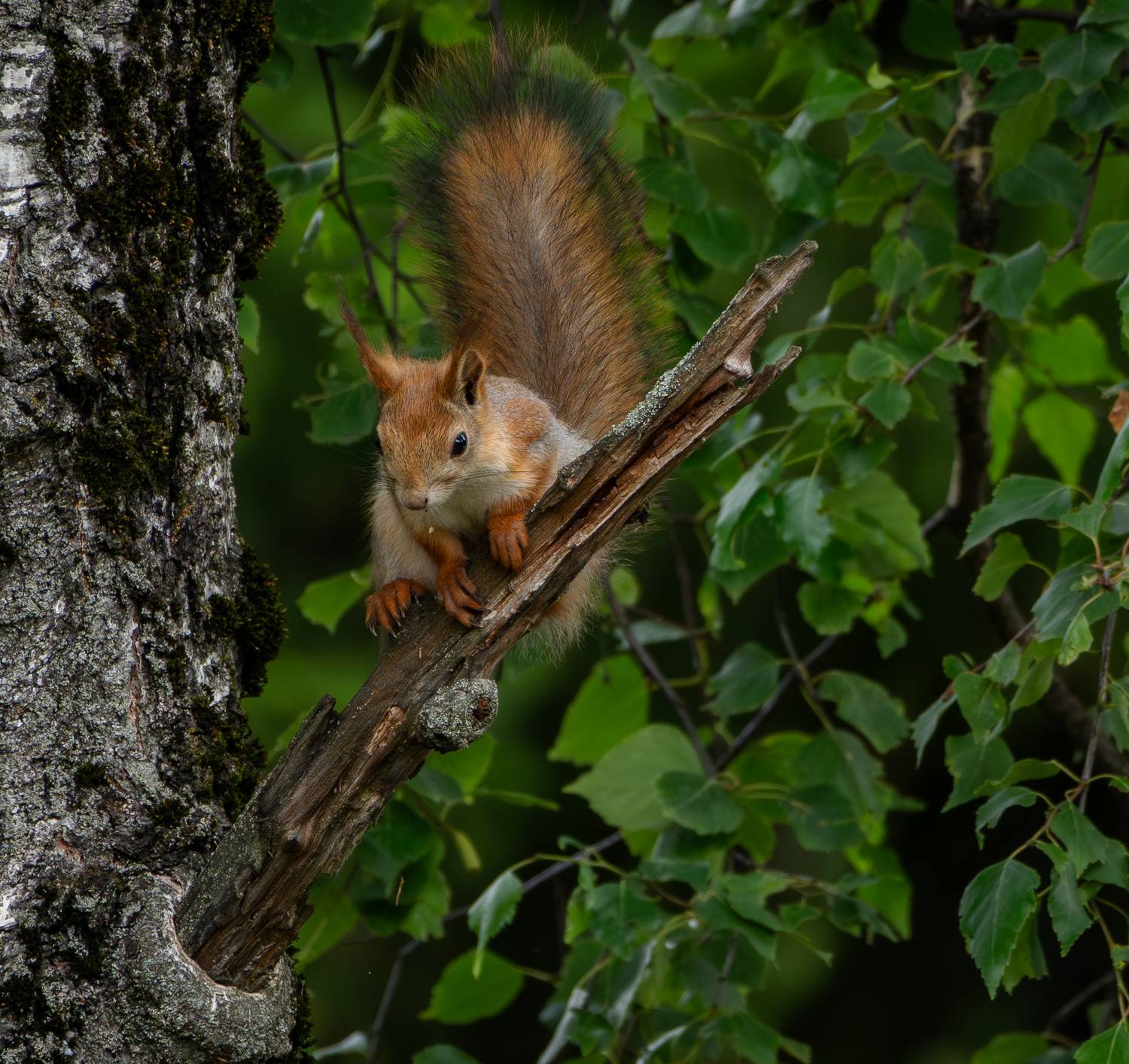 , Курлянцев Алексей