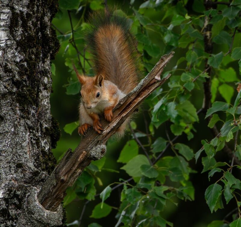 фото превью
