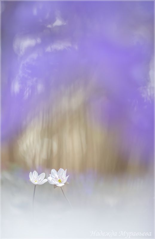 весна, первоцветы, печеночница, hepatica, Сиреневые туманы фото превью