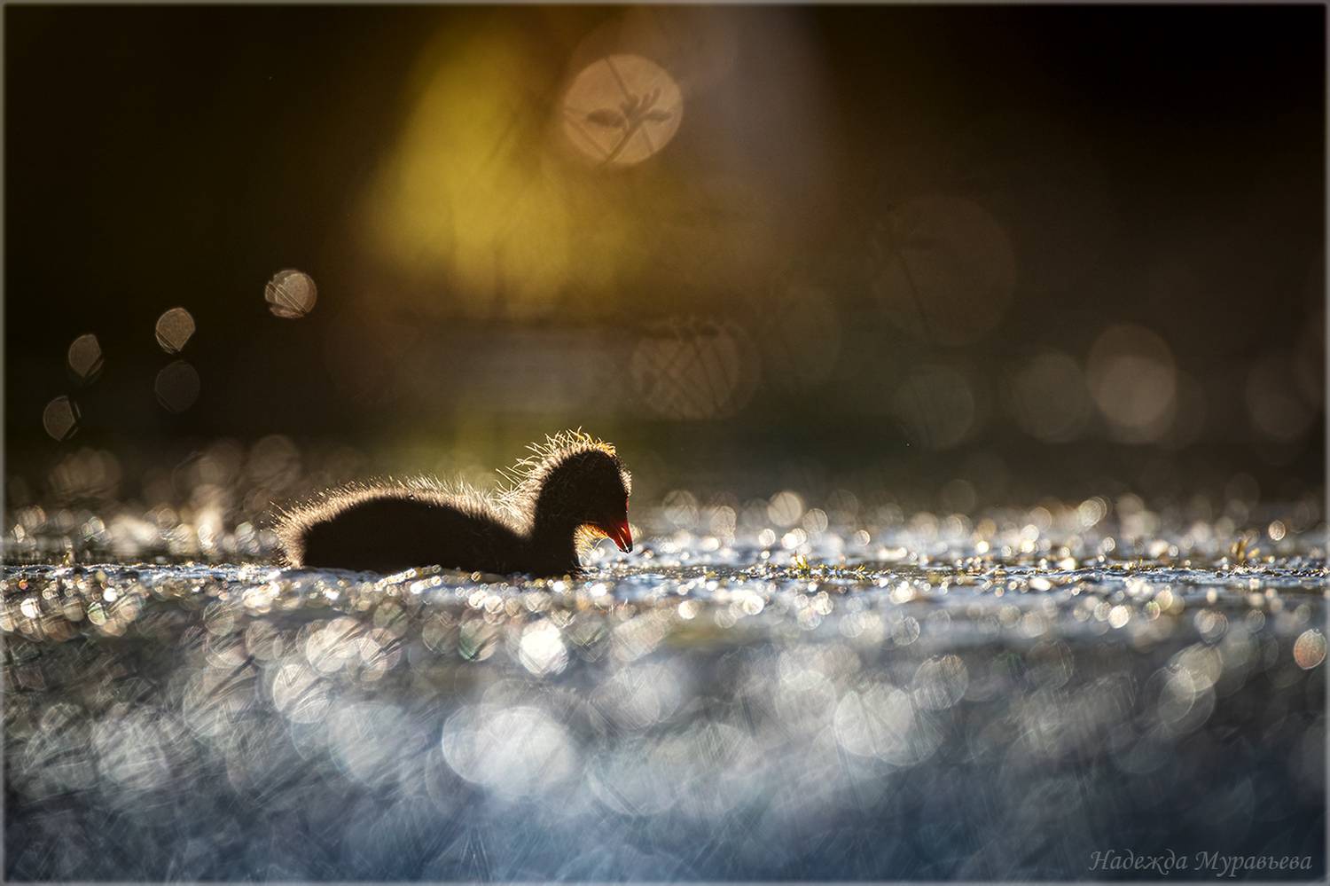 лысуха, птенец, закат, болото,, Надежда Муравьёва