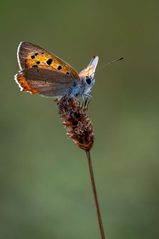 На взлет готова... фото превью