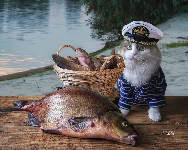 постановочное фото, животные, питомцы, кошки, рыба Рыбачка в шоке фото превью