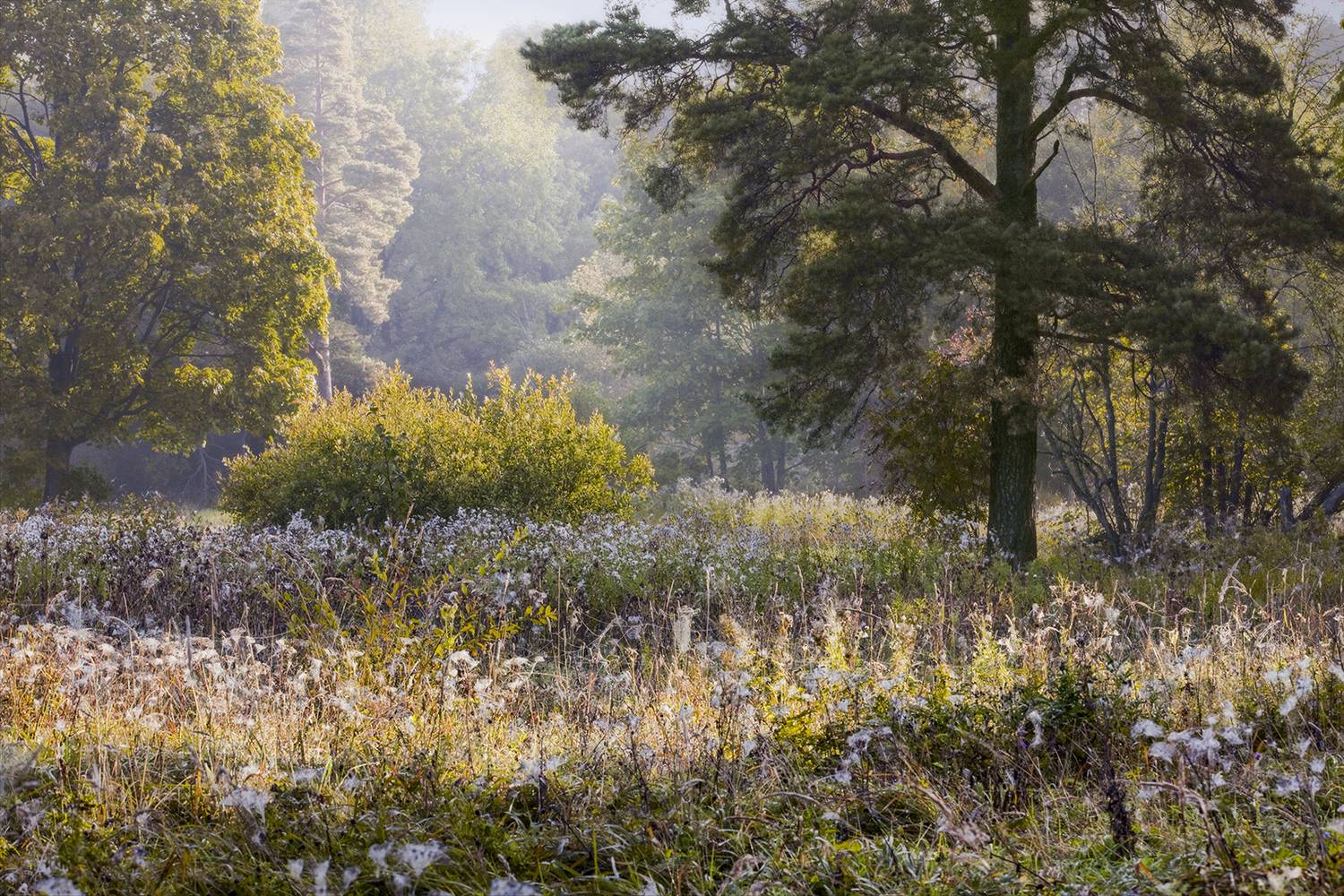 ,  александр михайлов