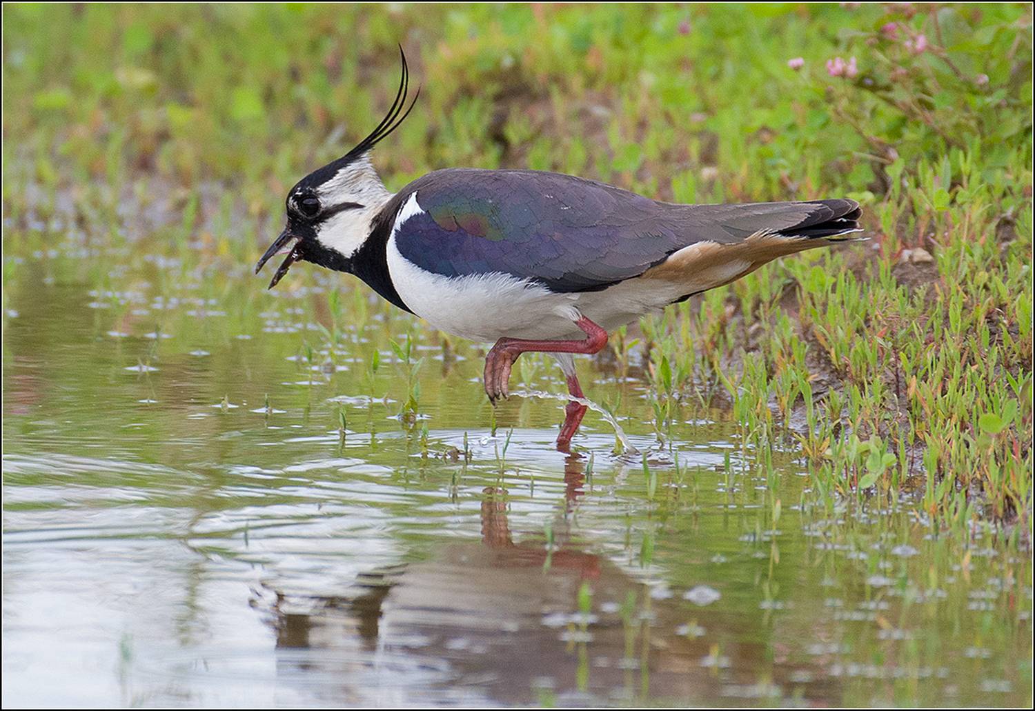 москва, июнь, парк, чибис, птица, АНАТОЛИЙ ДОВЫДЕНКО