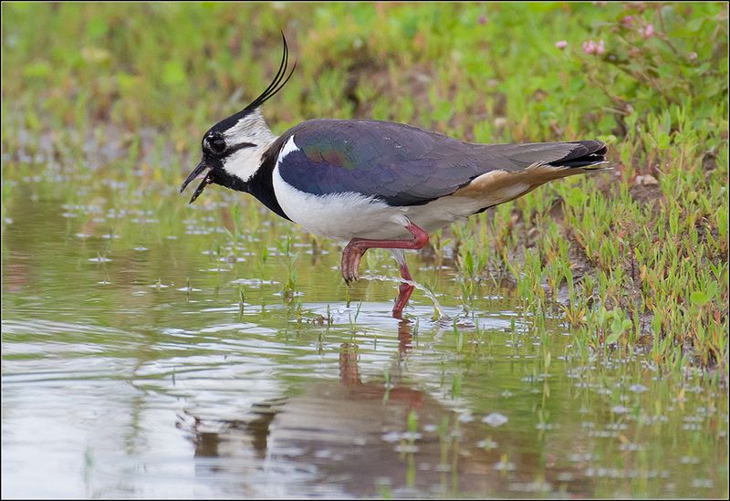 москва, июнь, парк, чибис, птица ******* фото превью