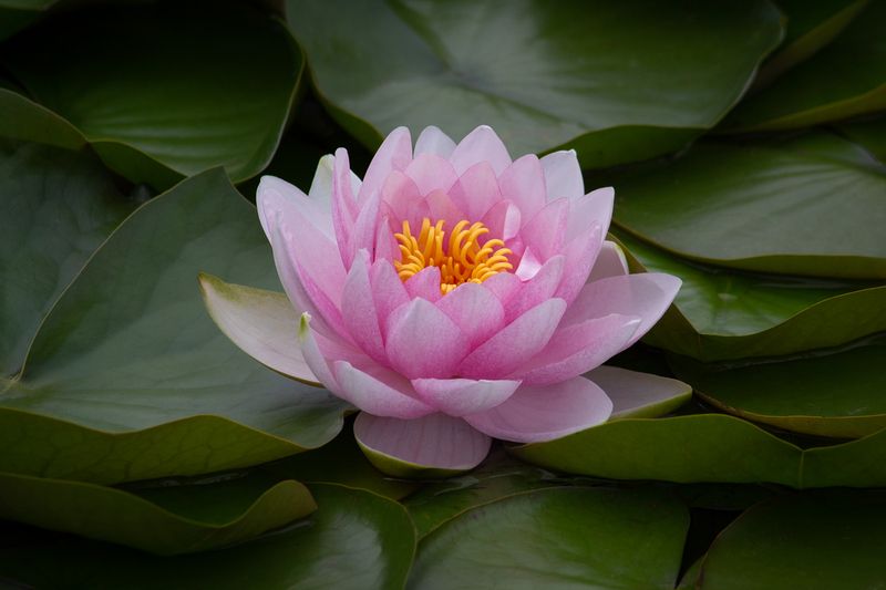 Розовая. фото превью