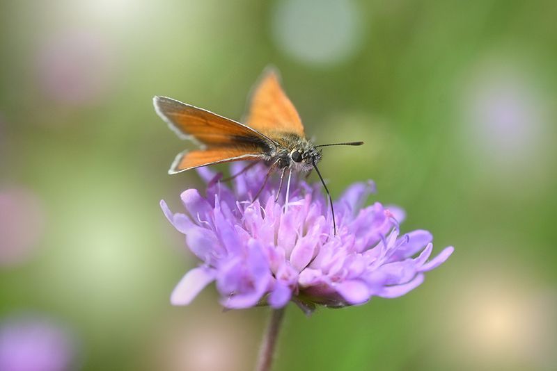 Пикник фото превью