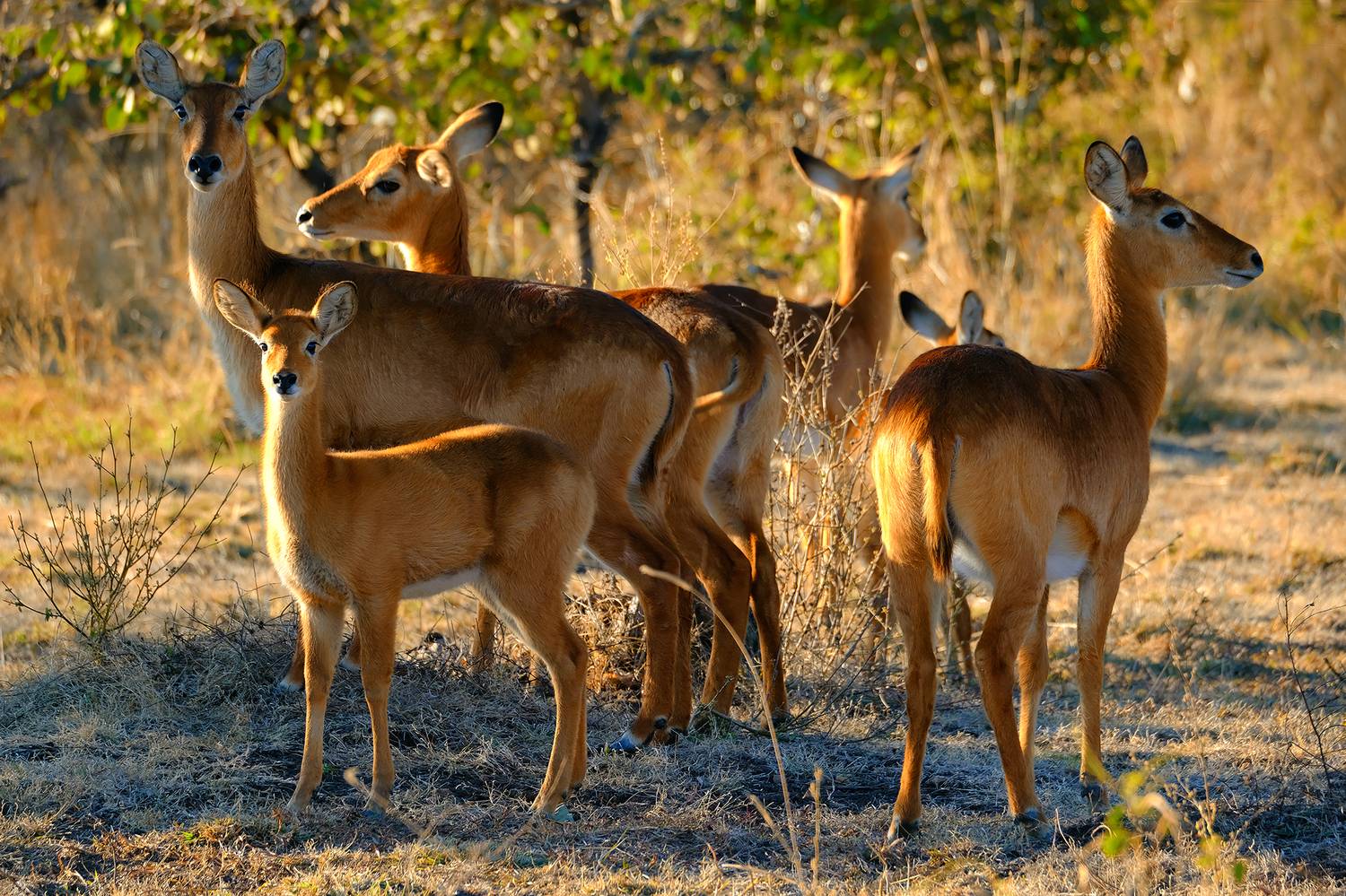 , Худзинская Ирина