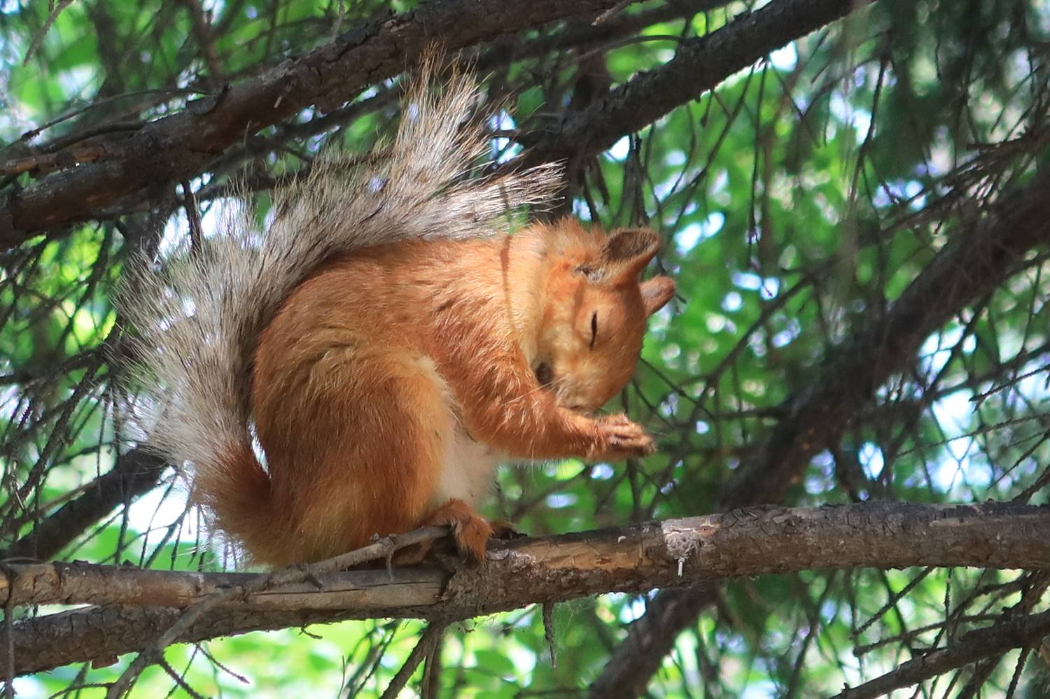 белка,ветви, Козлова Галина