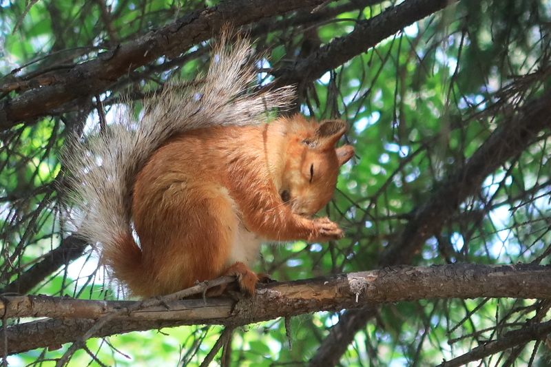 белка,ветви Блаженство фото превью