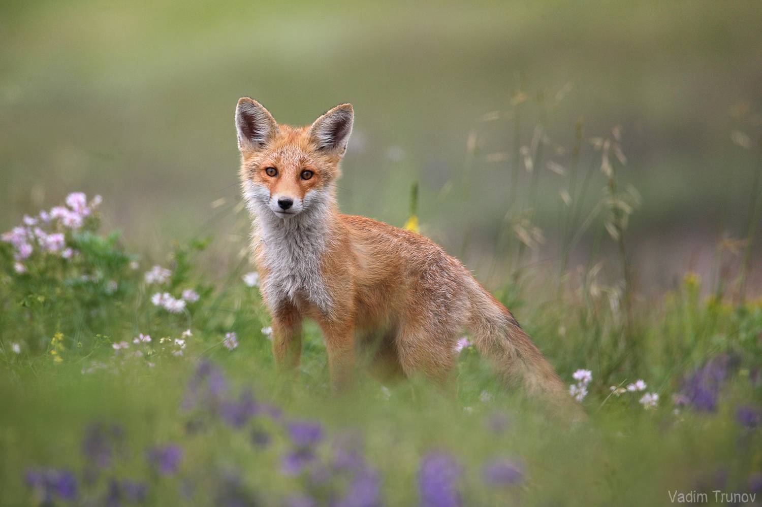 лиса, fox, Вадим Трунов