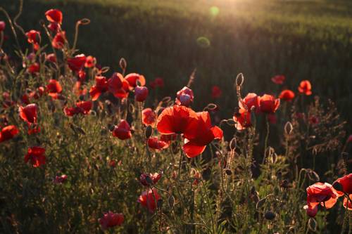 Июньские маки