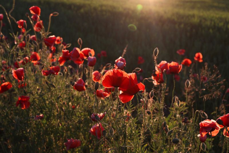 маки, цветы, вечер, лето, июнь, поле Июньские маки фото превью