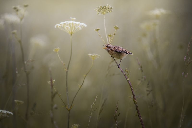 природа, лес, поля, огороды, животные, птицы, макро Ребёнку каши не доложили фото превью