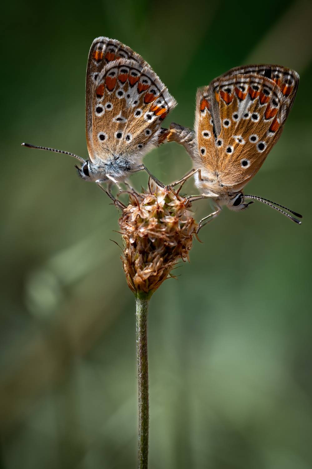 , BESPAMIATNYI Dmitry