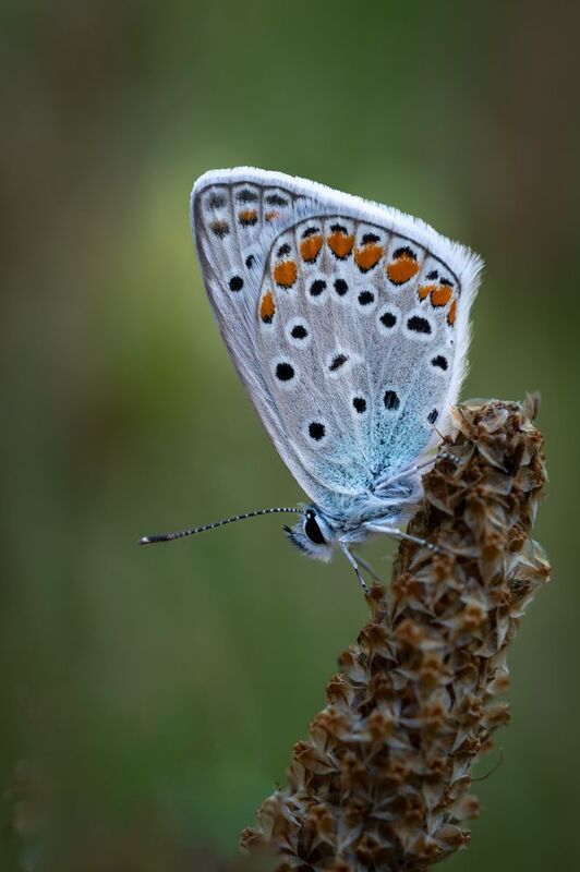Голубянка фото превью