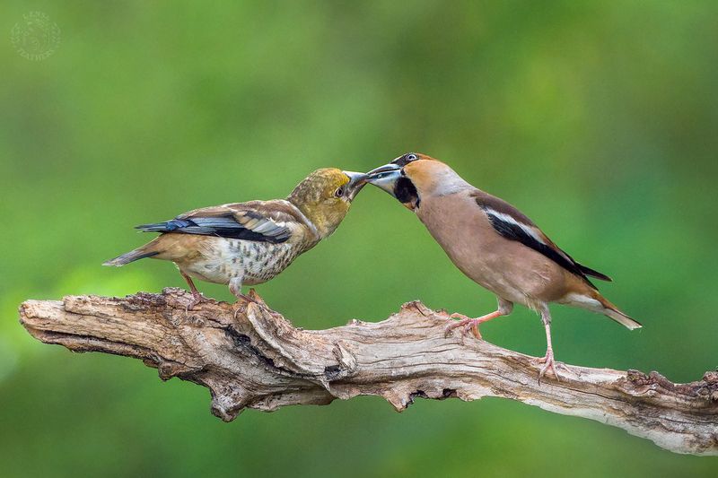Дубонос - Lens and Feathers фото превью