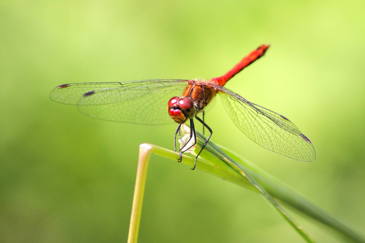 стрекоза кроваво-красная, сжатобрюх кроваво-красный, стрекоза кровяная, sympetrum sanguineum, КарОл