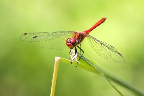 Стрекоза кроваво-красная